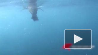 Акула съела тюленя перед объективом камеры туристов