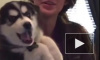 Видео с говорящим щенком хаски набрало больше миллиона просмотров