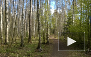 Страшные новости из Москвы: студент изнасиловал несовершеннолетнюю в машине