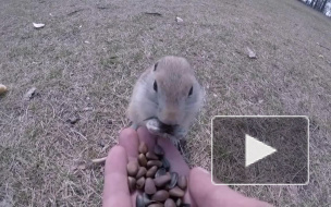 Красноярец прикормил и снял на видео забавных сусликов 