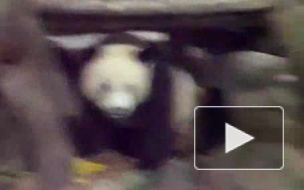 Беспалевная панда))) Полная версия)