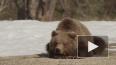Хит-кино: Медведи, ужасы и первая любовь