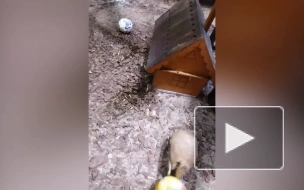 Видео: в Ленинградском зоопарке броненосцы играют с мячом