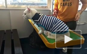 Кот Ахилл проверил петербургскую дамбу на надежность 