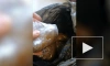 Экс-работницу золотодобывающего предприятия в Приамурье осудили за попытку кражи драгметалла
