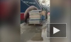 Забавное видео из Петропавловска-Камчатского: Сивуч ворующий рыбку попал на видео