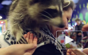 В Петербурге поймали енота, который пробрался в кабинет директора строительной компании