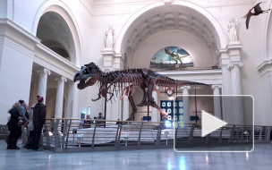 Обнаружен последний из выживших динозавров