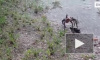 Смертельную схватку тарантула и осы-убийцы сняли на видео