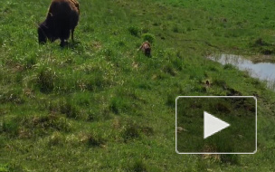Видео дня: жители Ленобласти стали свидетелями рождения зубренка