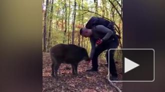 В Новороссийске дикий кабан выпросил у туристов угощение