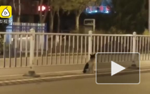 В Китае появился свой Хатико: собака уже три месяца ждет погибшую хозяйку на месте ДТП