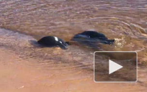 В Петербурге после реабилитации выпустили двух ладожских нерпят