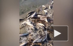 Видео: в реке Дон произошла массовая гибель рыбы