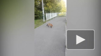 Петербуржцы засняли на видео наглую лису в Лахте