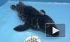 У Ленинградской АЭС спасли тюлененка