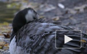 В саду Ивана Фомина остался зимовать дикий гусь