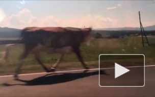 "Девки" закидали Сергея Зверева навозом
