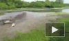 Видео: 4-метровый крокодил утащил у рыбаков улов