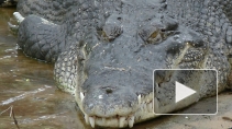 В Праге на улице нашли дохлого крокодила