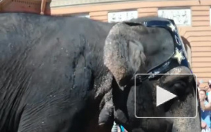 Видео: Петербуржцев поразило шествие слонов на Невском проспекте