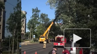 Упавшее дерево на Савушкина перегородило дорогу 