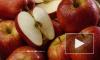 Диетолог назвал опасность яблок для некоторых людей