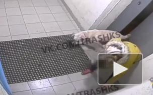 В Красном Селе женщина "воспитывает" собаку ударами ногой и кирпичом