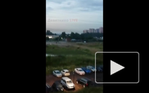 Видео: около метро "Девяткино" ночью бегали лоси 