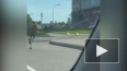 Перепуганный лось бегает по улицам подмосковных Химок