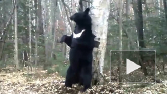 В Приморье зажигательный танец медведя сняли на видео, в нацпарке "Земля леопарда" гималайский медведь плясал хип-хоп