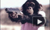 Защитники животных: Мартин Скорсезе искалечил шимпанзе