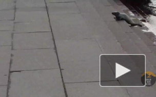 Видео: спасение нерпы в центре города