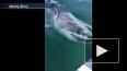В США акула-людоед увязалась за лодкой с детьми