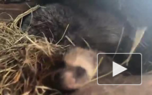 В приморском зоопарке самка енота-полоскуна родила рекордное количество детенышей