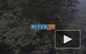 В саду Бенуа массово гибнут уточки 