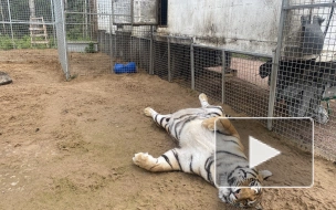 Инспекторы Росприроднадзора посетили "Дом тигра" в Ленобласти