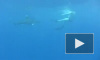 Туристы сдают билеты в Приморье, узнав о нападении акул-людоедов на отдыхающих