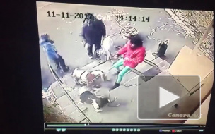 В Екатеринбурге трое бульдогов напали на девочку с собакой
