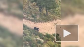 Медведь погнался за едущим по горной дороге велосипедистом
