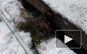 Пермские спасатели вытащили собаку из-под бетонной плиты