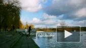 Swans