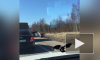 Видео: по дороге на Щеглово машина улетела в кювет