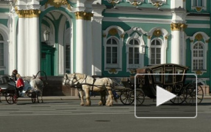 На Дворцовой набережной петербуржца сбила лошадь 