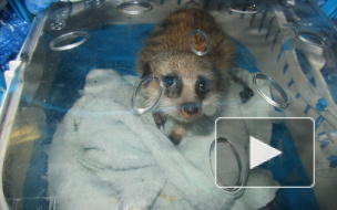 Появились фото милого суриката, который прилетел в Петербург из Краснодара