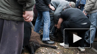 В Петербурге на Курбан-байрам тайно резали баранов