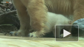 В немецком зоопарке показали сестру знаменитого медведя Кнута