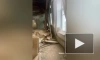 В квартире доходного дома на Почтамтской обрушился потолок 