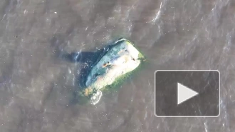 Появилось видео с тюленями, которые принимают солнечные ванны на берегу Финского залива