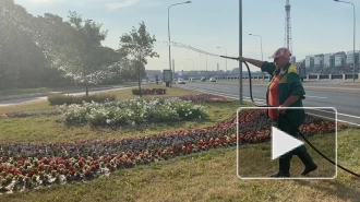 В комблаге рассказали, как спасают цветы от петербургской жары